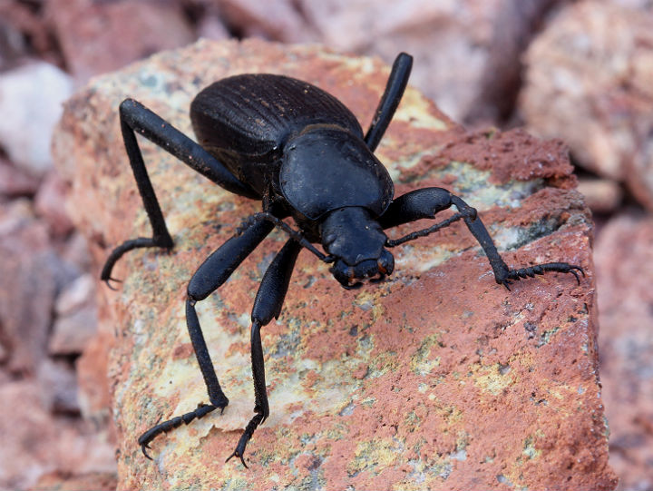 Darkling Beetle